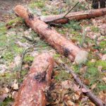 Feuerwehr zerschneidet Baum nach Sturmschaden